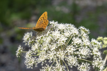 Orange butterfly at white flower