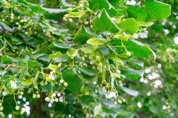 Fototapeta na wymiar Ripe Linden tree seeds. Plant used in folk medicine.