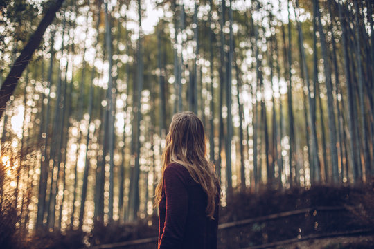 Golden Morning Light in a Bamboo Forest