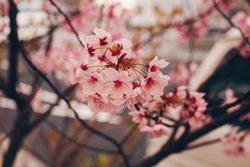 Cherry blossoms in full bloom in Japan