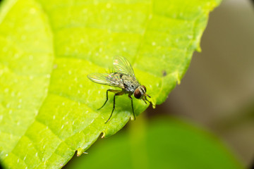 fly on leaf