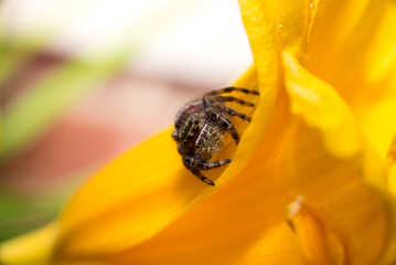 spider on flower