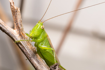 grasshopper on stick