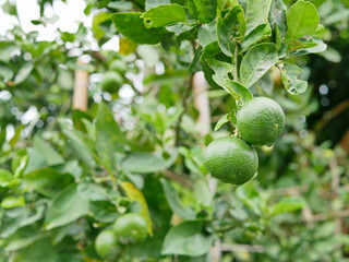 Green beautiful organic fresh limes in a farm after rain