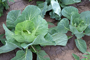 Naklejka premium Plantation of young white cabbage with leaves and heads during their forming at selective focus. white cabbage grows in the garden on organic farm