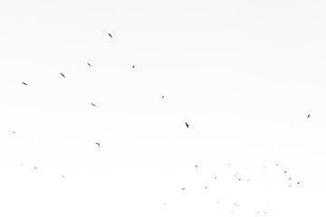 Bird silhouettes in blue sky