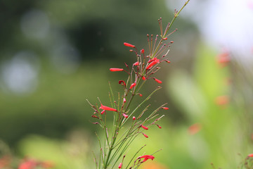 Firecracker plant or coral plant flowers red color freshness in summer season blooming in the gardening