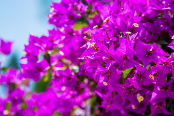 Fototapeta na wymiar purple flowers background