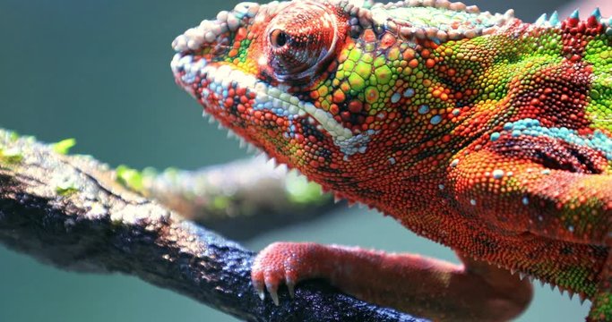 Close up macro view of detailed skin texture of colorful chameleon lizard