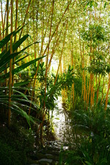Fototapeta na wymiar Bamboo Paths