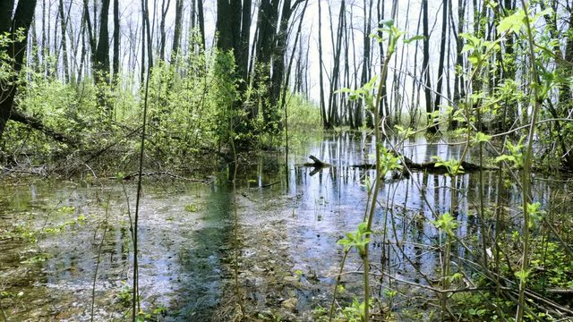 A flooded forest landscape with marsh and trees. Spring flood in the river. 4K