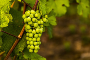 Green grapes ripening. Immature green brush of grapes.