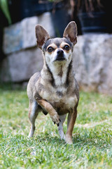 Perro Chihuahua