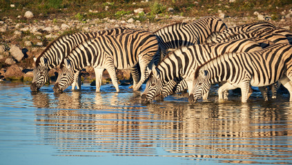 Fototapeta na wymiar Burchell's zebras (Equus quagga burchellii) drink at a waterhole