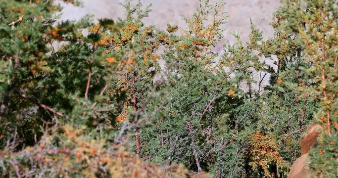 Camel eats berries from tree branches in desert bush forest, Ladakh, India north