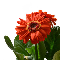 Gerbera flower isolated on white background