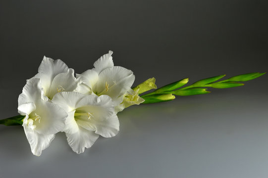 Fototapeta White gladiolus on dark gray background,