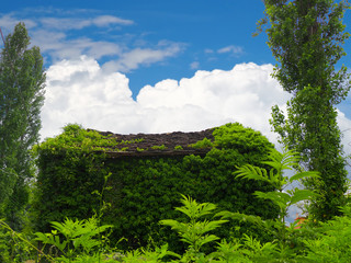 abandoned wooden house covered with green ivy