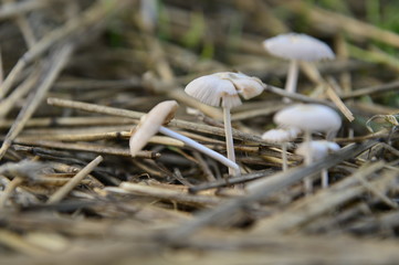 Mushrooms in the natural environment