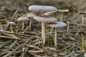 Mushrooms in the natural environment
