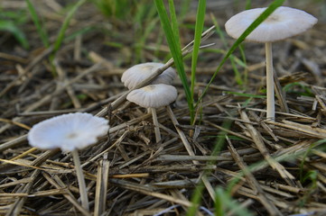 Mushrooms in the natural environment