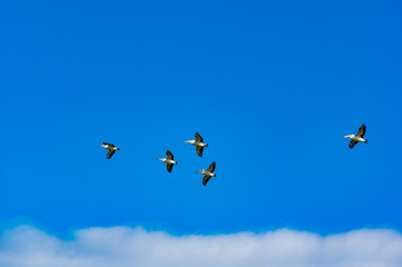 Five Pelicans in Flight