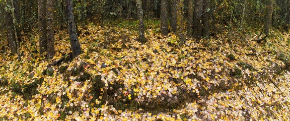  Panorama de manto de hojas otoñales caidas  entre arboles, un día lluvioso
