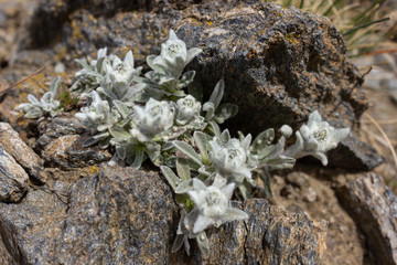 Alpine flower, Leontopodium alpinum (Edelweiss) on rocks . The flowers are very small due to the reaching of their altitude limit.