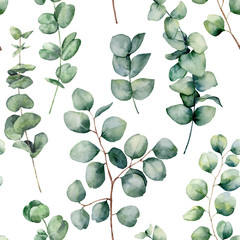 Akwarela wzór z okrągłych liści eukaliptusa. Ręcznie malowane dziecko i gałąź eukaliptusa srebrny Dolar na białym tle. Kwiatowa ilustracja do projektowania, drukowania, tkaniny lub tła. - 214686601