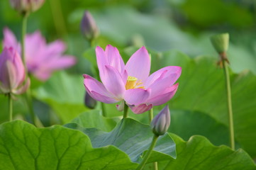 Fototapeta premium Blooming lotus flowers in the park