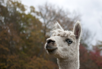 Fototapeta premium Whilte Alpaca