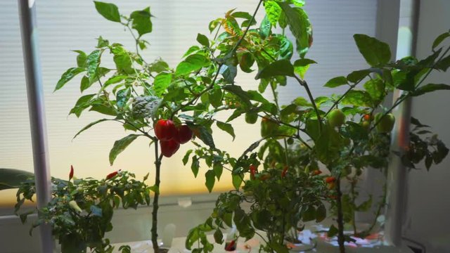 Chilli Peppers Growing in Smart Garden on Windosill-SLOWMO ZOOM IN