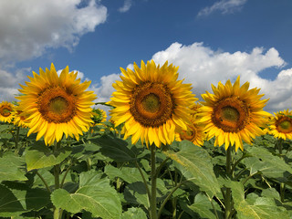 Sonnenblumen auf Feld in Frankreich