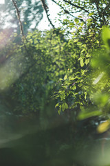 Fototapeta premium Cameron Highlands Nature Plants