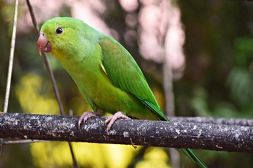 Green parakeet