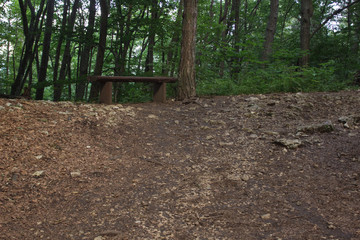empty wooden bench in forest nature green environment 