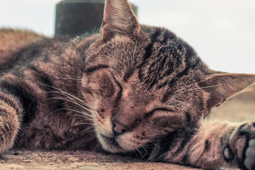 soft focus cat close animal portrait sleep on street shadow in hot summer time bright day