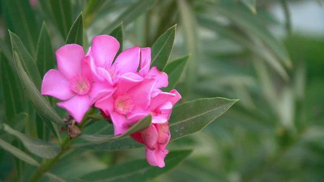 Pink flowers of Red-Leafed Rose.