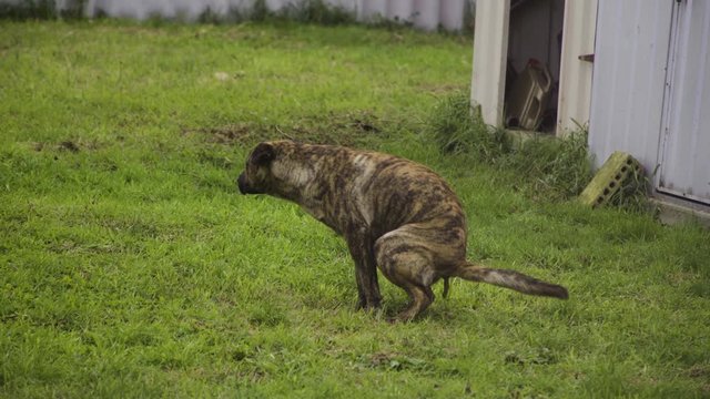 Dog Pooping in the Backyard