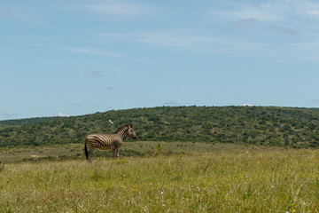 Naklejka na ściany i meble Zebra standing in the field