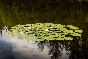 Obraz na płótnie Canvas Forest lake with water lilies under rain.