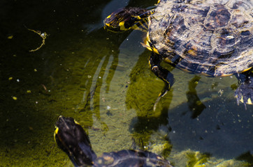 water turtle in a dirty pond in a city park, wild animal living in an aquatic environment
