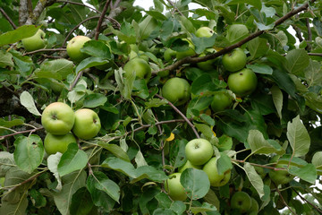 Apfelbaum in Frankreich