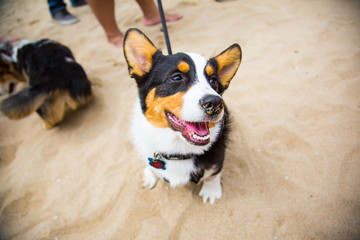 Smiling Corgi