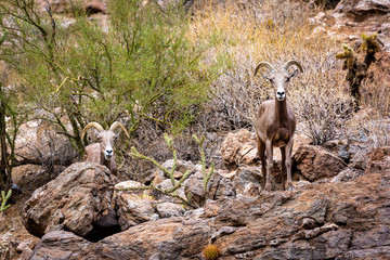 Two Bighorn Sheep in Arizona Looking at Camera