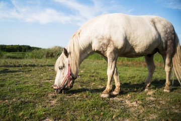 Naklejka na ściany i meble Pony grazing on the meadow at animal shelter.