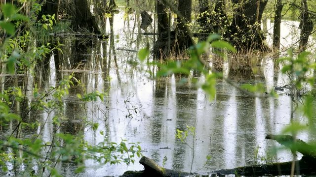 A flooded forest landscape with marsh and trees. Spring flood in the river. 4K