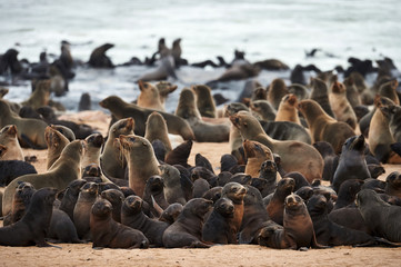 Colony of cape fur seals, Arctocephalus pusillus, in Namibia