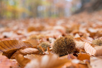 Beautiful typical autumn landscape
