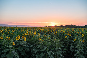 California Sunflowers, agriculture field at sunset 